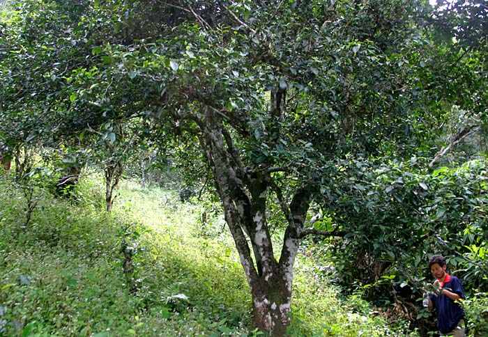 最古老的倚邦小叶种大茶树.jpg