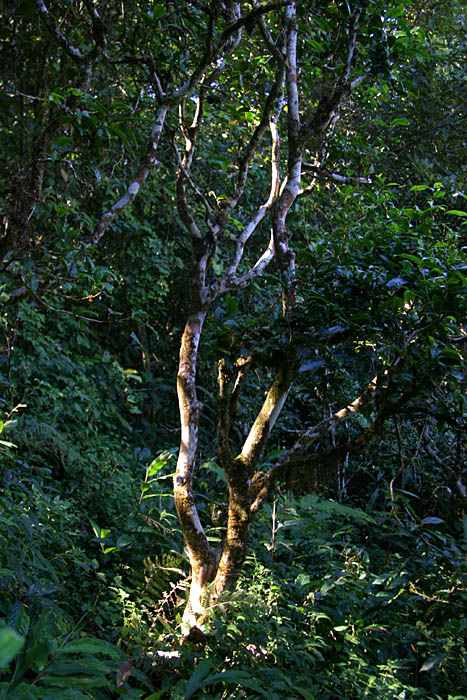 原始森林中的茶树.jpg