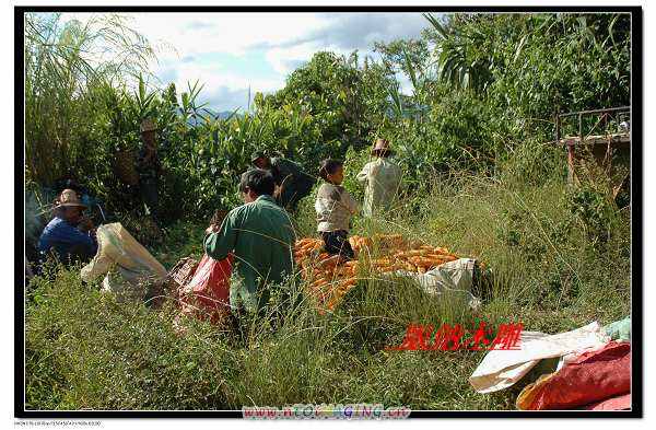 麻黑寨的收玉米的村民