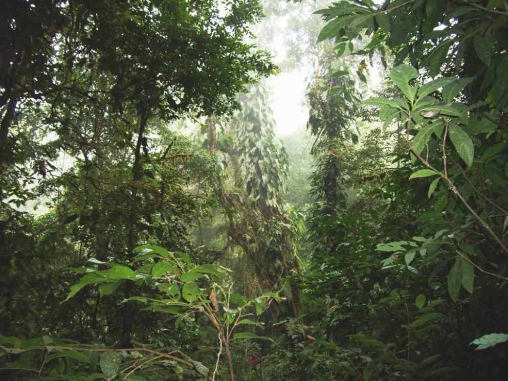 雨林1.jpg