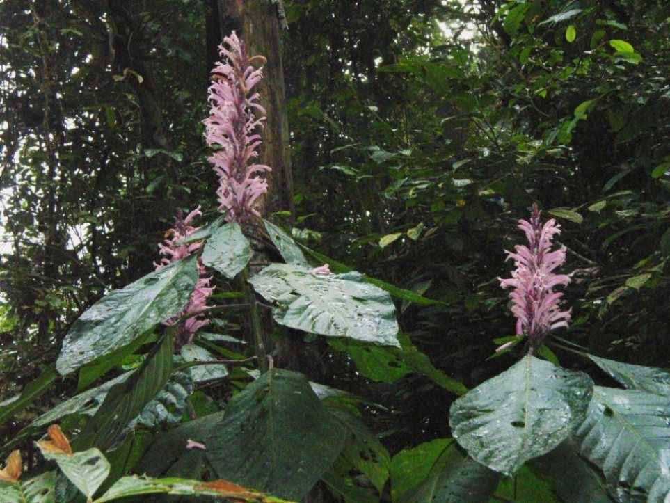雨林中的花1.jpg