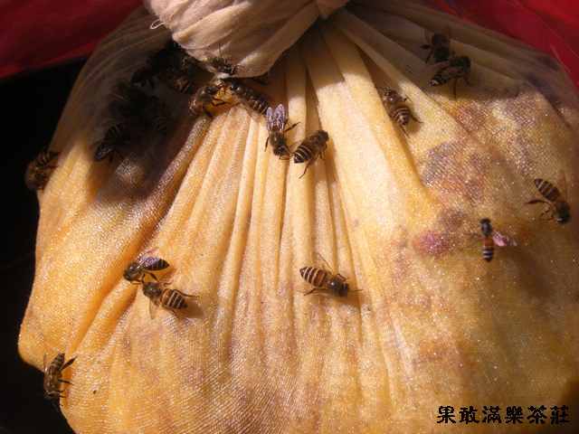 蜂蜜 6.jpg